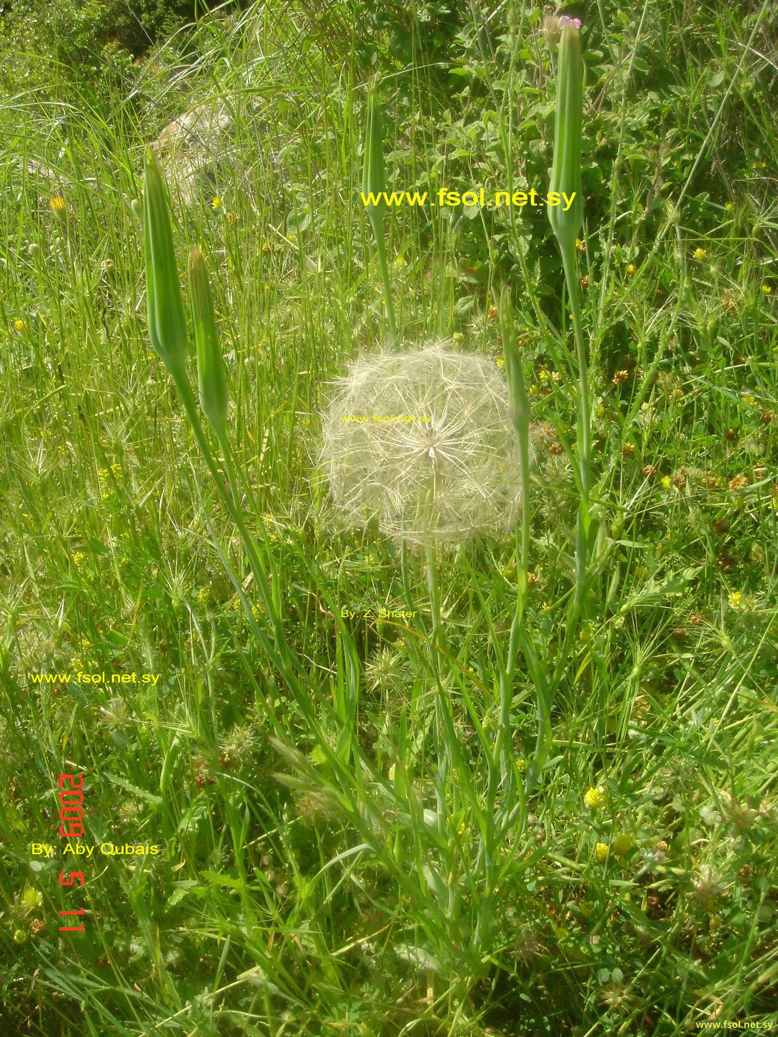 Tragopogon longirostris Bisch.